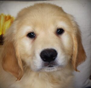 Golden Retriever (F) 24638