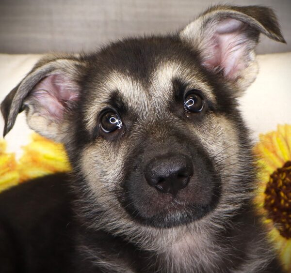 [#26939-01] Buc-ee - Black / Tan M German Shepherd Dog Puppies For Sale
