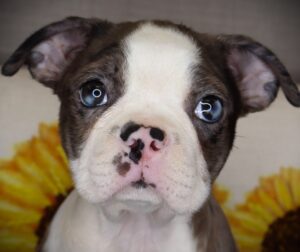 Petland Iowa City, Iowa Boston Terrier puppy available