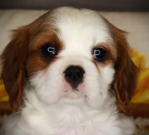 Petland Iowa City, Iowa Cavalier King Charles Spaniel puppy available