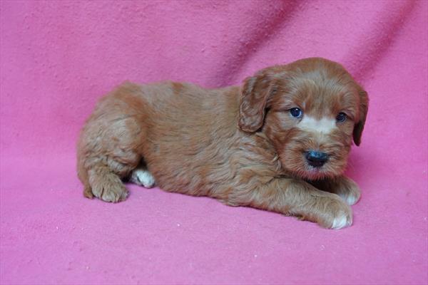 [#26989-02] Elmo - Red M Goldendoodle Mini Puppies For Sale