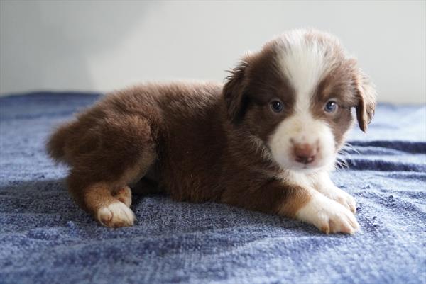 [#261023-04] Abby Cadabby - Red / White F Miniature Australian Shepherd Puppies For Sale