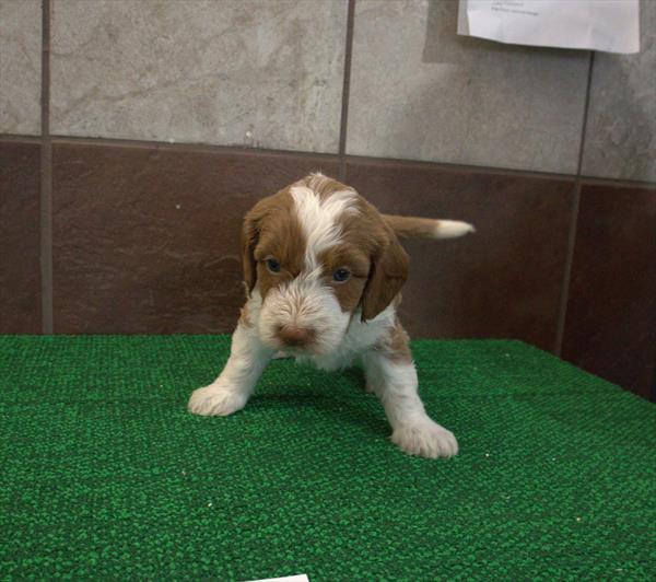 [#26975-04] Two Headed Monster - Red M Bernedoodle Mini 2nd Gen Puppies For Sale