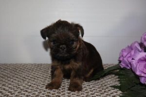 Petland Iowa City, Iowa Brussels Griffon puppy available