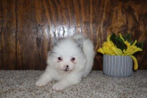 Petland Iowa City, Iowa Pomeranian puppy available