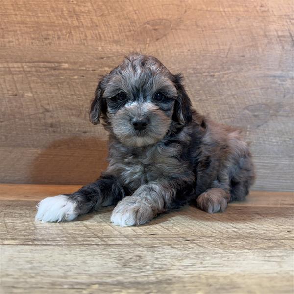 [#261030-03] Cookie Monster - Blue Merle M Yorkiepoo Puppies For Sale
