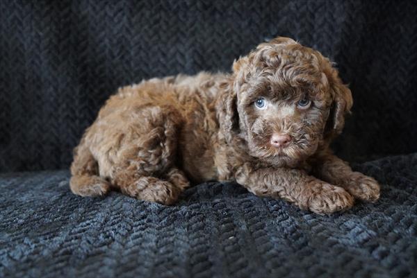 [#261102-04] Herry Monster - Chocolate M Labradoodle Mini 2nd Gen Puppies For Sale