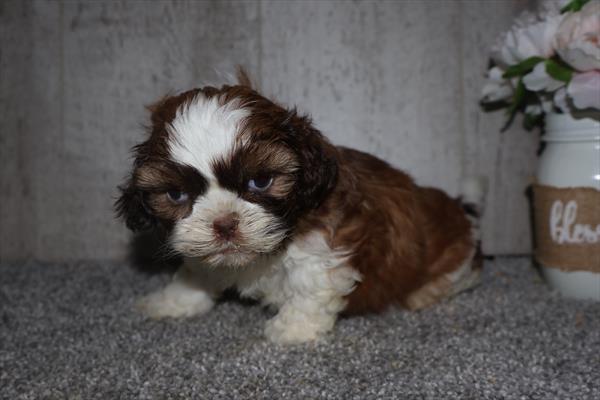 [#261122-01]  - Chocolate / White M Shih Tzu Puppies For Sale