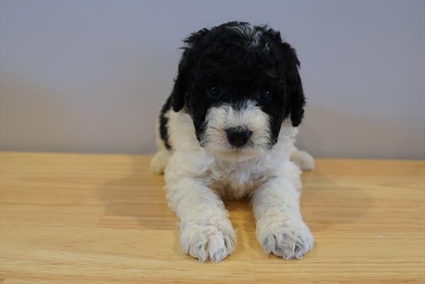 [#261159-05]  - Black / White F Bernedoodle Mini 2nd Gen Puppies For Sale