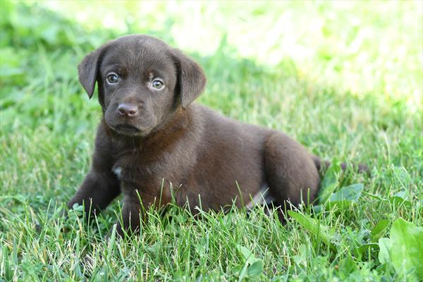 [#261167-05]  - Chocolate F Labrador Retriever Puppies For Sale