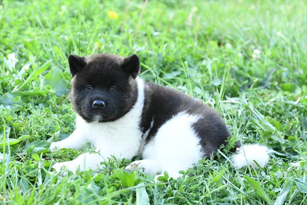 [#261168-04]  - Black / White F Akita Puppies For Sale