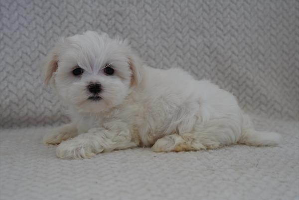 [#261401-01]  - White M Morkie Puppies For Sale