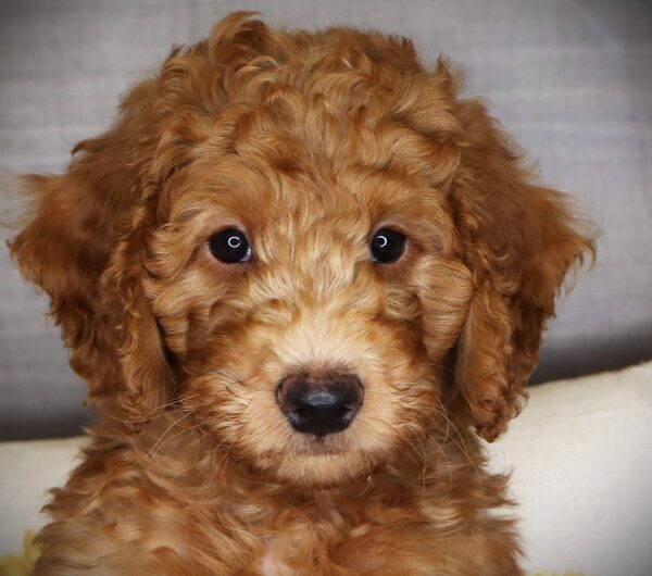 [#2614-04] Bong - Apricot M Goldendoodle Mini 2nd Gen Puppies For Sale