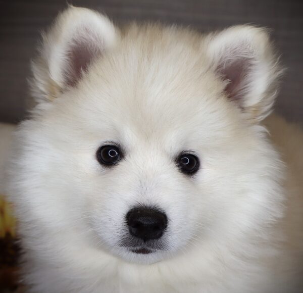 [#261017-05] Big Bird - White F American Eskimo Dog/Alaskan Klee Kai Puppies For Sale