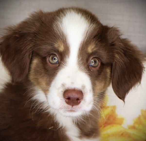 [#261023-04] Abby Cadabby - Red / White F Miniature Australian Shepherd Puppies For Sale