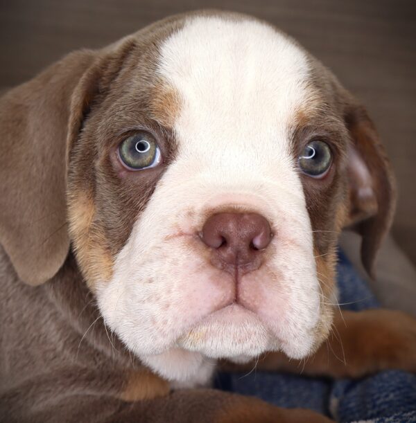 [#261028-01] Grover - Lilac M Beabull 2nd Gen Puppies For Sale