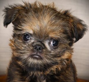 Petland Iowa City, Iowa Brussels Griffon puppy available