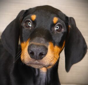 Petland Iowa City, Iowa Doberman Pinscher puppy available
