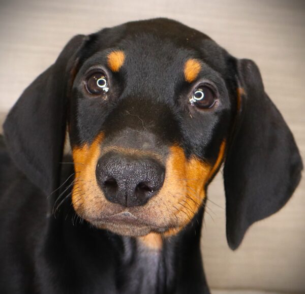 [#261080-04] Cookie Monster - Black M Doberman Pinscher Puppies For Sale
