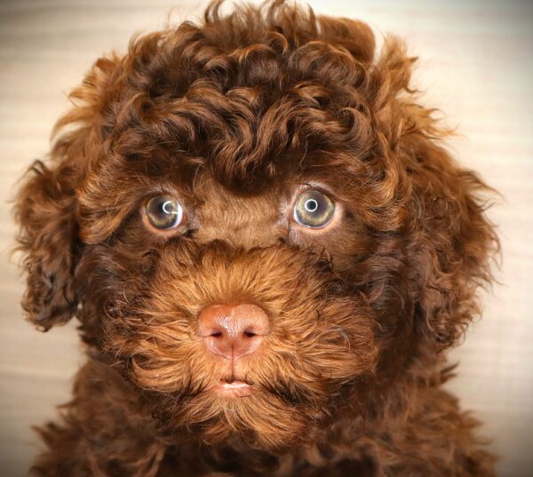 [#261102-04] Herry Monster - Chocolate M Labradoodle Mini 2nd Gen Puppies For Sale