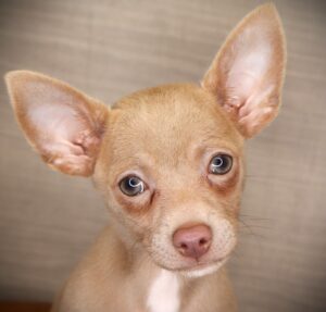 Petland Iowa City, Iowa Chihuahua puppy available