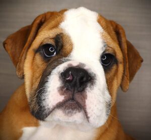 English Bulldog  (M) 24667