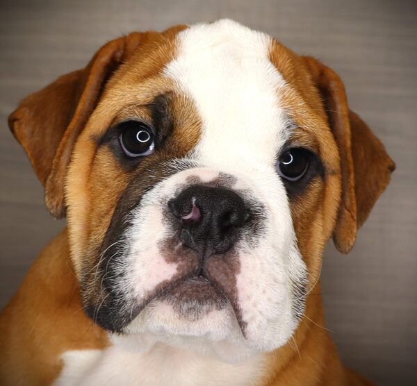 [#261321-02] Snuffleupagus - Red M English Bulldog  Puppies For Sale