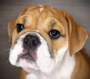 Petland Iowa City, Iowa English Bulldog puppy available