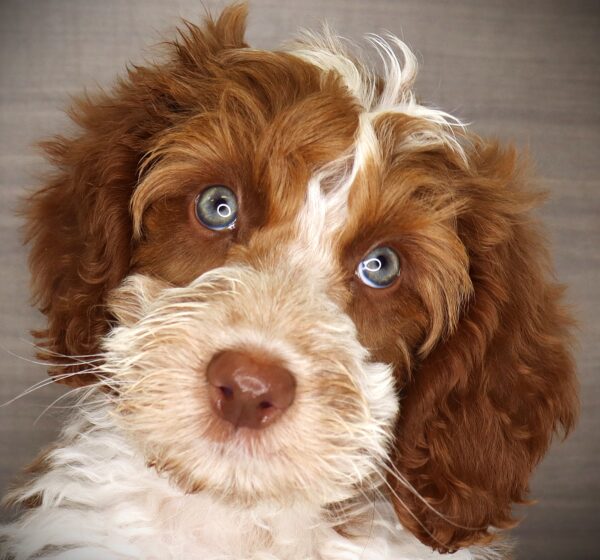 [#26975-04] Two Headed Monster - Red M Bernedoodle Mini 2nd Gen Puppies For Sale