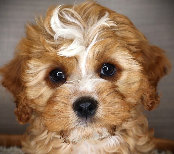 [#26978-01] Forgetful Jones - Red M Cavapoo Puppies For Sale