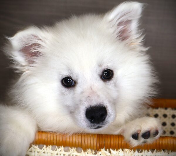 [#26999-02] Count Von Count - White M American Eskimo Dog Puppies For Sale