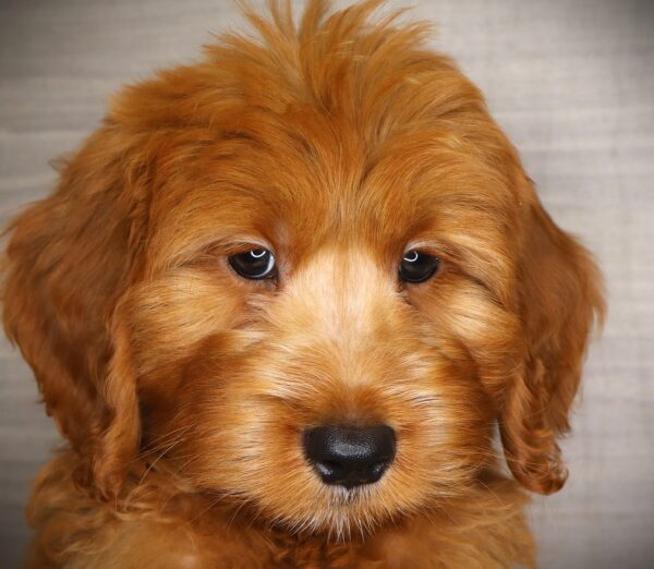 [#26989-02] Elmo - Red M Goldendoodle Mini Puppies For Sale