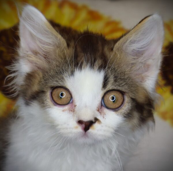[#261291-01] Bert - Tabby M Devon Rex Kittens For Sale