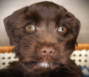 Petland Iowa City, Iowa Miniature Schnauzer puppy available