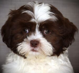 Petland Iowa City, Iowa Shih Tzu puppy available