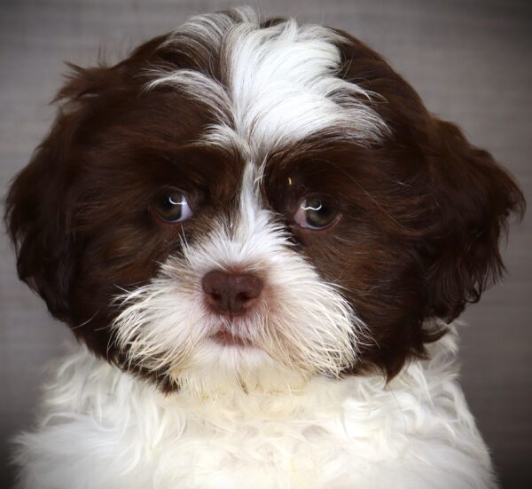 [#261027-01] Roco - Chocolate / White M Shih Tzu Puppies For Sale