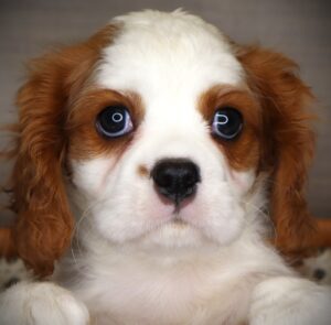 Petland Iowa City, Iowa Cavalier King Charles Spaniel puppy available