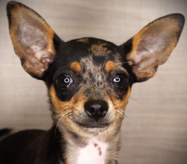 [#261059-02] Paisley - Black F Chihuahua Puppies For Sale
