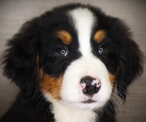 Petland Iowa City, Iowa Bernese Mountain Dog puppy available