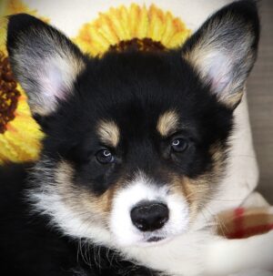 Pembroke Welsh Corgi (M) 24693