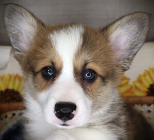Petland Iowa City, Iowa Pembroke Welsh Corgi puppy available