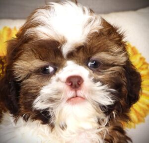 Petland Iowa City, Iowa Shih Tzu puppy available