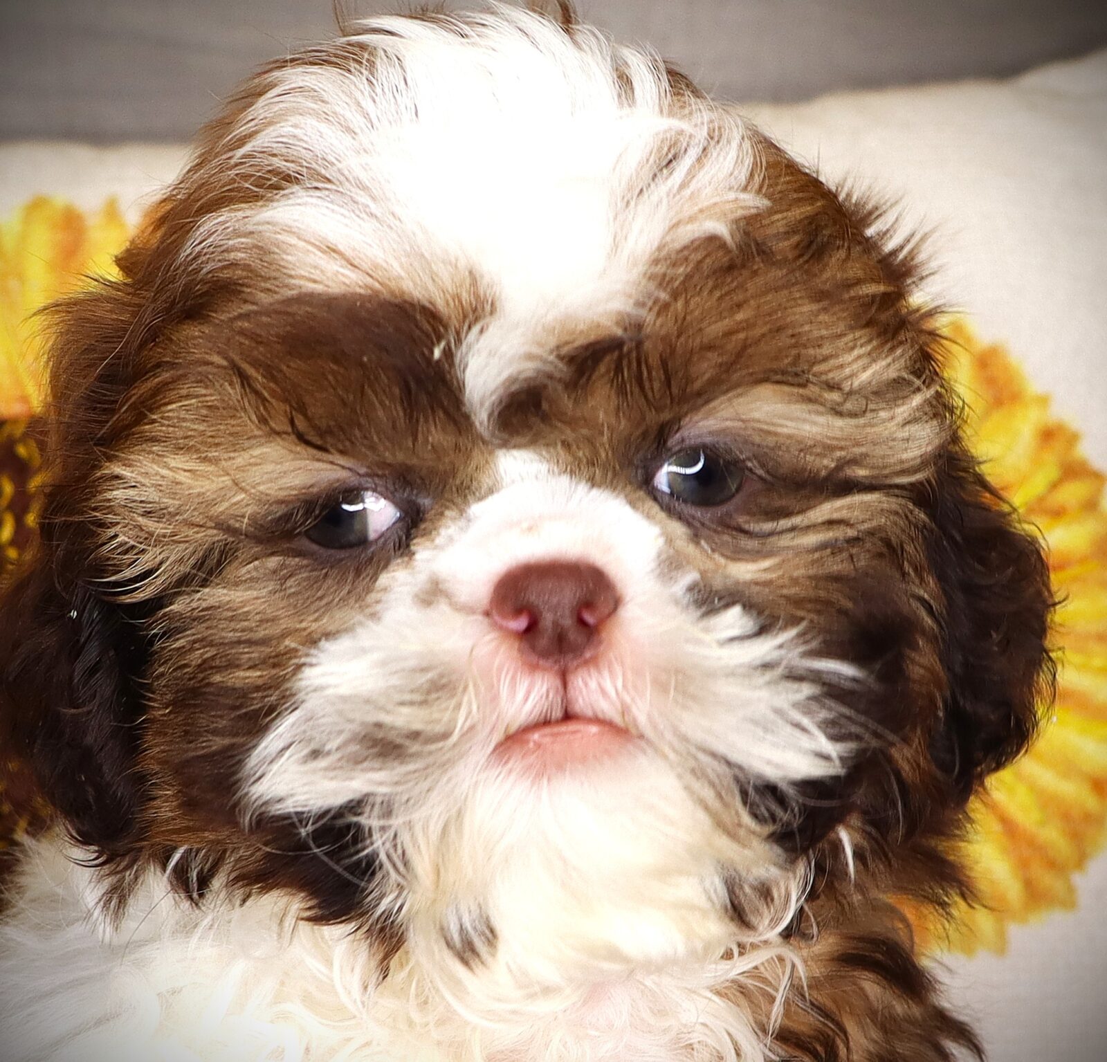 Shih Tzu in Midway, IA