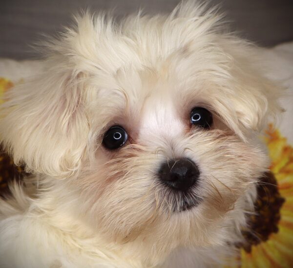 [#261143-03]  - White M Maltese Puppies For Sale
