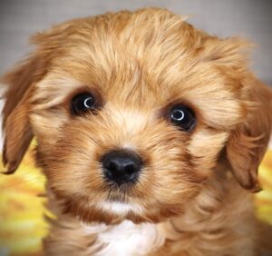 Petland Iowa City, Iowa Cavapoo puppy available