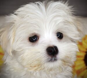 Petland Iowa City, Iowa Morkie puppy available