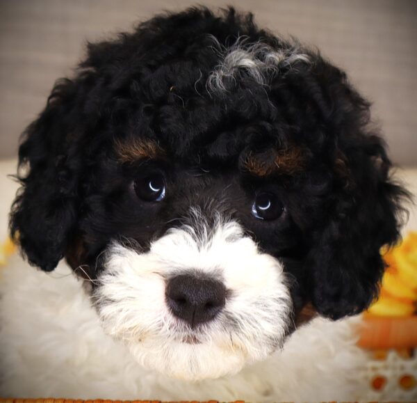 [#261159-05]  - Black / White F Bernedoodle Mini 2nd Gen Puppies For Sale
