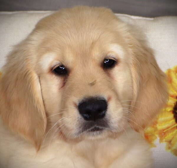 [#261265-05]  - Light Golden F Golden Retriever Puppies For Sale
