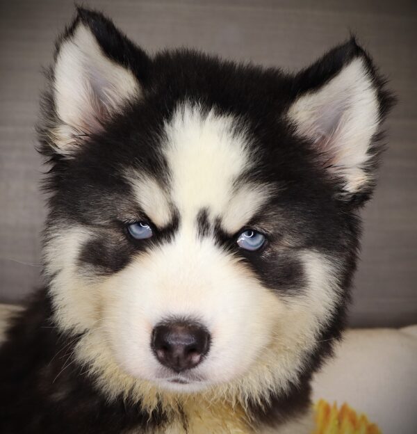 [#261480-06]  - Black / White F Siberian Husky Puppies For Sale