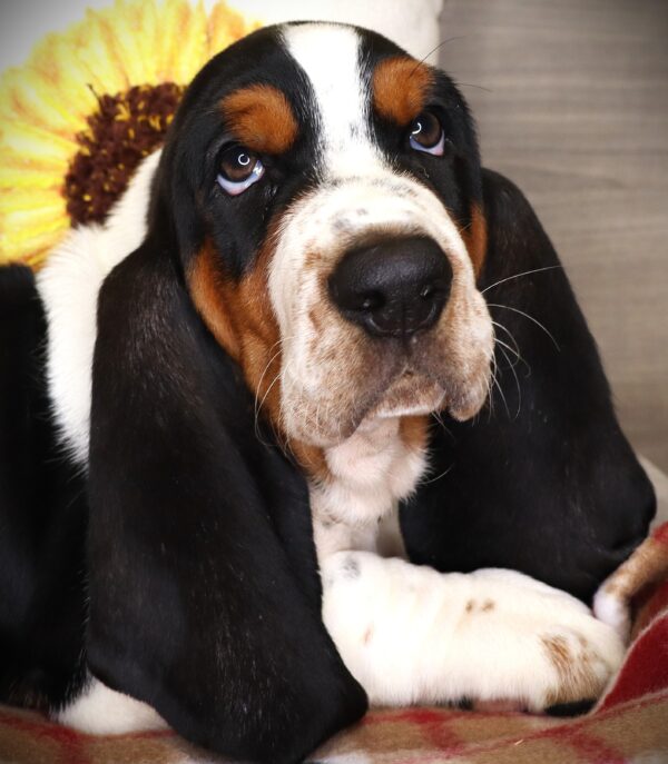 [#261227-03]  - Tri-Colored M Basset Hound Puppies For Sale